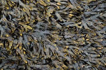 Irish seaweed plant