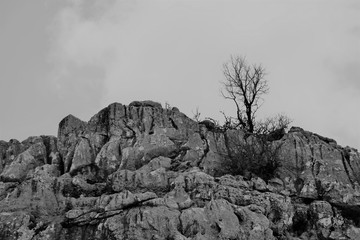 single tree on a stone cliff 