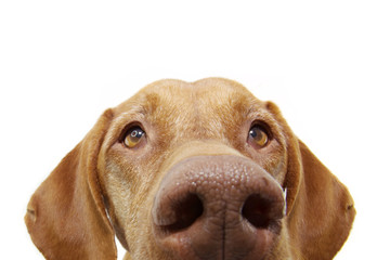 close-up curious pointer dog eyes hide. Isolated on white background.