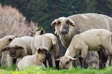 Fototapeta premium Mother and young baby sheep on a hill with green sping meadow