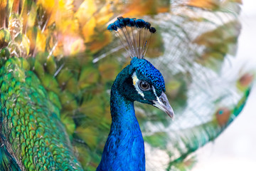 Obraz premium Beautiful male peacock, closeup portrait
