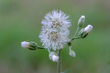 White dandelion On a green background in summer, macro mode