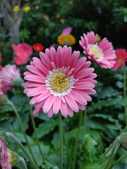Obraz premium flowers in garden