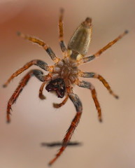 Hairy Big eyes Spider with deadly Fangs