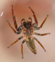 Hairy Big eyes Spider with deadly Fangs