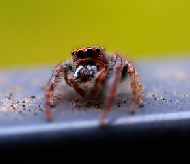Hairy Big eyes Spider with deadly Fangs