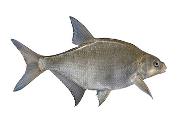 Freshwater bream fish isolated on white background
