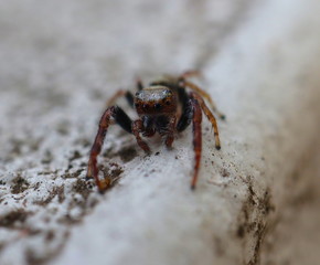 Hairy Big eyes Spider with deadly Fangs