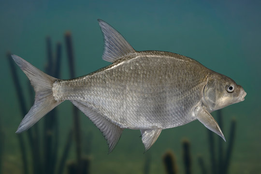 Freshwater bream fish isolated on natural underwater background