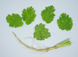 top view green coriander leafs and root isolated on white background