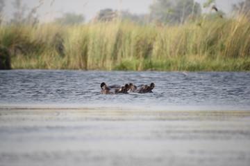 Nilpferde, Botswana S&uuml;d Afrika