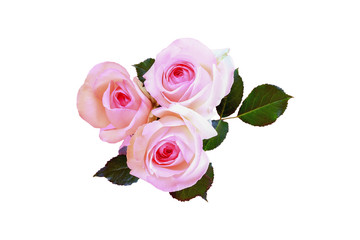 Flowers Roses are pink. Green leaves. Isolated over white background. Top view.