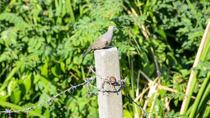A small dove sitting on the pole.