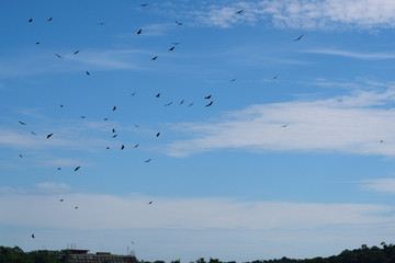 イグアスの滝　　上空　野鳥