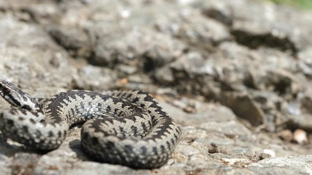 Lightning attack of the adder viper snake (Vipera berus)