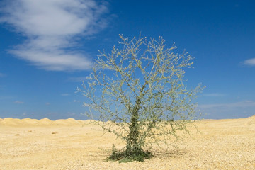 Background of tree under sunshine. tree stand on the dune in big desert under a blue sky. In the desert there are a few green plants and the roots of the tree are on the sand.