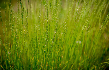 closeup of green grass with water drops of morning dew
