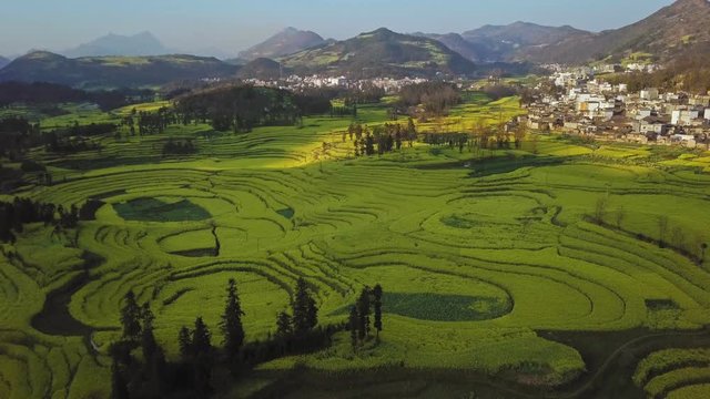 Aerial view drone flight above yellow rapeseed (canola) flower field in spring, Luoping, China