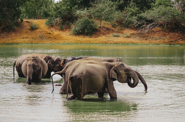 A herd of elephants swimming in the river and lake. Adults and little elephants take a bath and...
