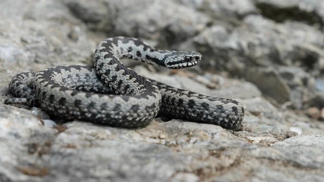 Venomous adder viper snake (Vipera berus) attack and bite