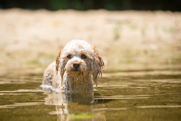 キャバプーの冒険
