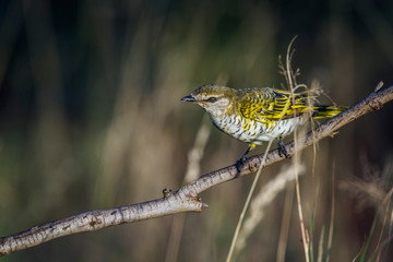 Black Cuckoo-shrike female on branch in Kruger National park, South Africa ; Specie Campephaga...