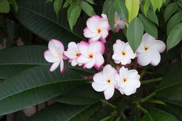 Close-up Thai Flower in the park.