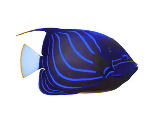 Beautiful blue ring angelfish on white background