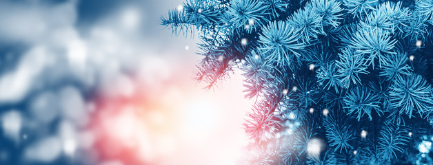  Frozen winter forest with snow covered trees.