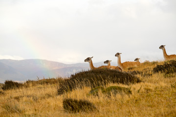 Naklejka na ściany i meble Guanacos in the landscape of the Torres del Paine mountains with a rainbow, Torres del Paine National Park, Chile