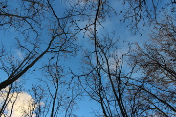 branchage d'un arbre
