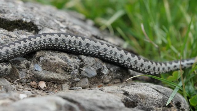 Adder viper snake (Vipera berus) moves gently from the rock into the grass