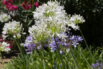 Fototapeta premium blue flowers in the garden