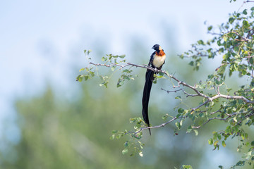 Eastern Paradise-Whydah perched on a branch in Kruger National park, South Africa ; Specie Vidua...