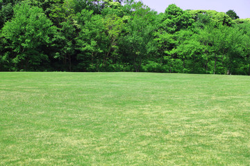 新緑　新緑の芝生広場　新緑の草原　芝生広場　草原