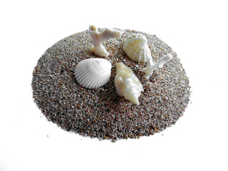 Set of various mollusk shells isolated on sand background. Sea shell with sand beach. Composition of exotic sea shells on a white sand beach.