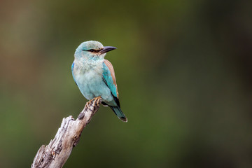 European Roller isolated in natural background in Kruger National park, South Africa ; Specie Coracias garrulus family of Coraciidae