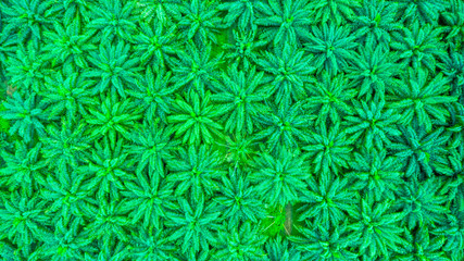 Aerial top view forest, Texture of forest view palm oil industrial tree.