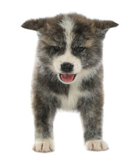 Cute Akita inu puppy on white background. Friendly dog