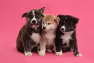 Cute Akita inu puppies on pink background. Friendly dogs