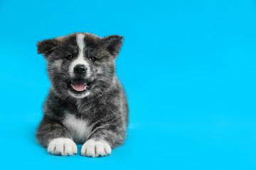 Cute Akita inu puppy on light blue background, space for text. Friendly dog