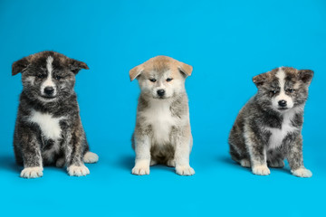Cute Akita inu puppies on light blue background. Friendly dogs