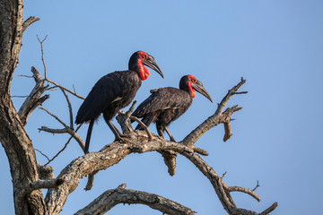 Southern Ground Hornbill couple perched in dead tree in Kruger National park, South Africa ; Specie Bucorvus leadbeateri family of Bucerotidae