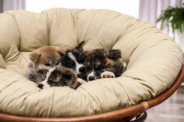 Akita inu puppies in papasan chair indoors. Cute dogs