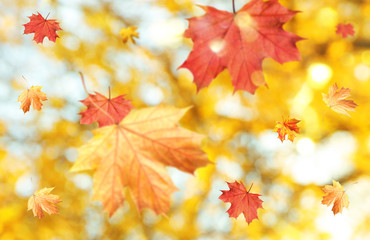 Fototapeta na wymiar Bright leaves falling down in autumn park