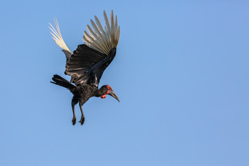 Southern Ground Hornbill flying isolated in blue sky in Kruger National park, South Africa ; Specie...