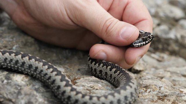 Close-up hand catch and hold adder viper snake head (Vipera berus)