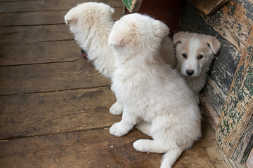 Adorable puppy shepherd dog. Lovely little dogs