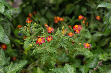 Bush of red and orange tagetes in the garden