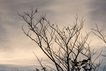 The silhouette of the tree with sunset.